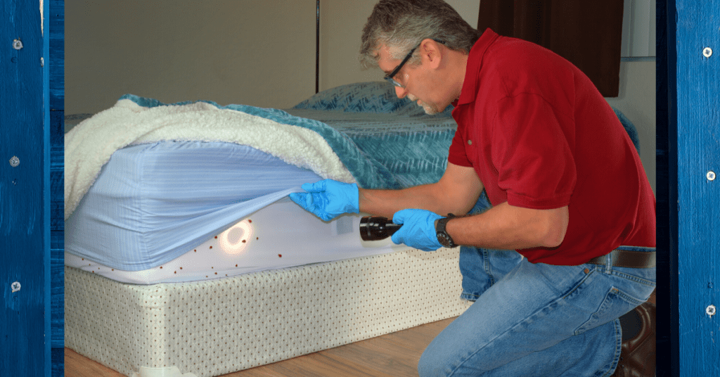 Bed Bugs on Mattress