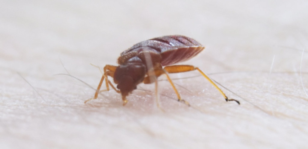 Adult bed bug piercing the skin of a person