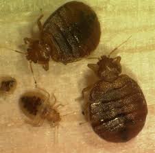 Bed bug bites, bedbug infestation