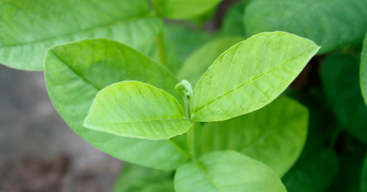 Guava leaves