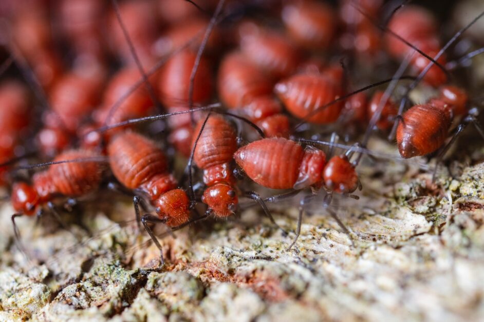 Colony of termites to show difference between ants and termites