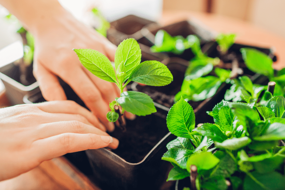 Edible Plants to Grow in Containers