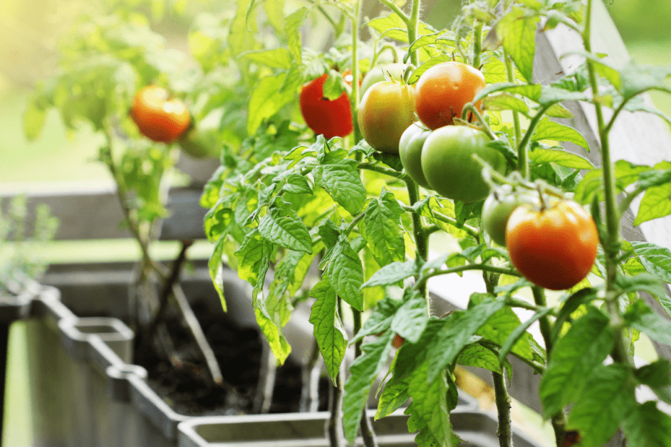 Edible Plants to Grow in Containers